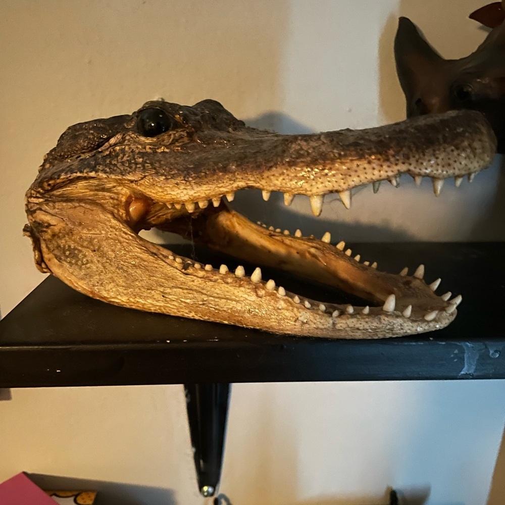 Alligator taxidermy head